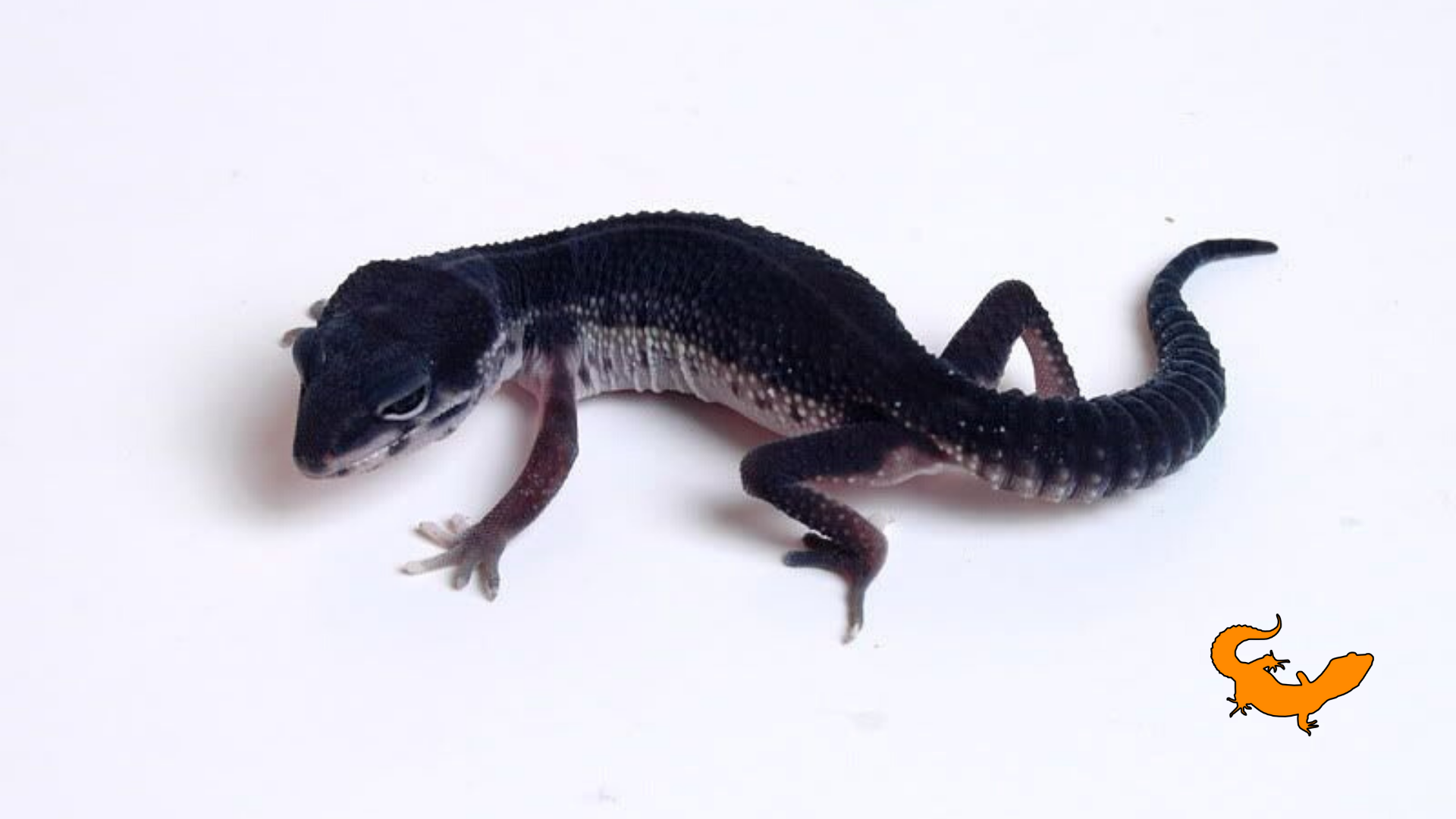 Geco leopardino nero