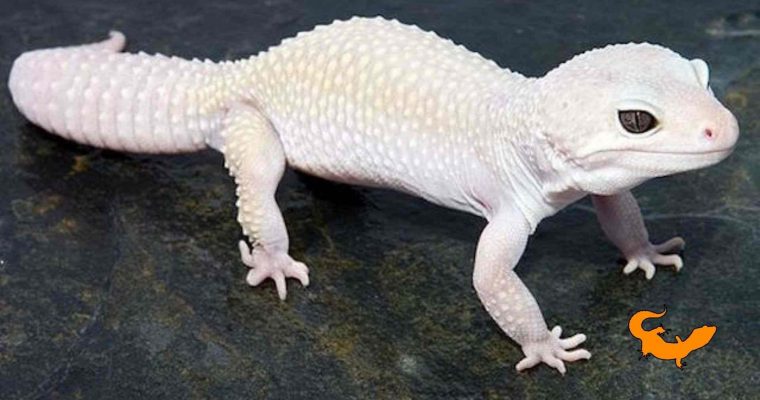 Geco leopardino albino