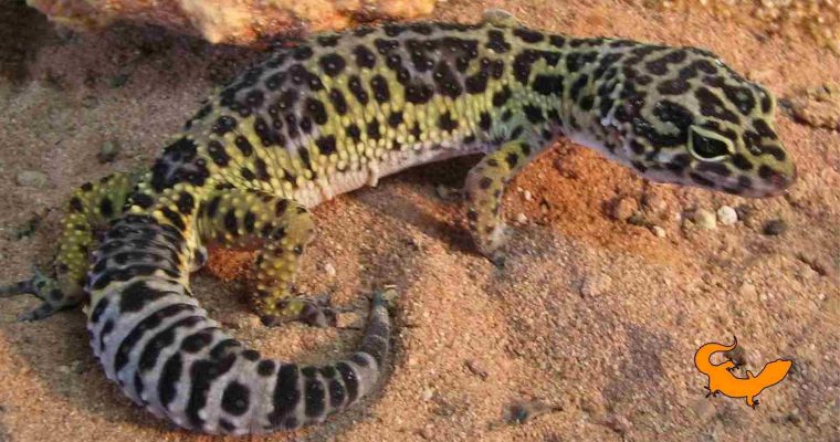 Leggende sul geco leopardino