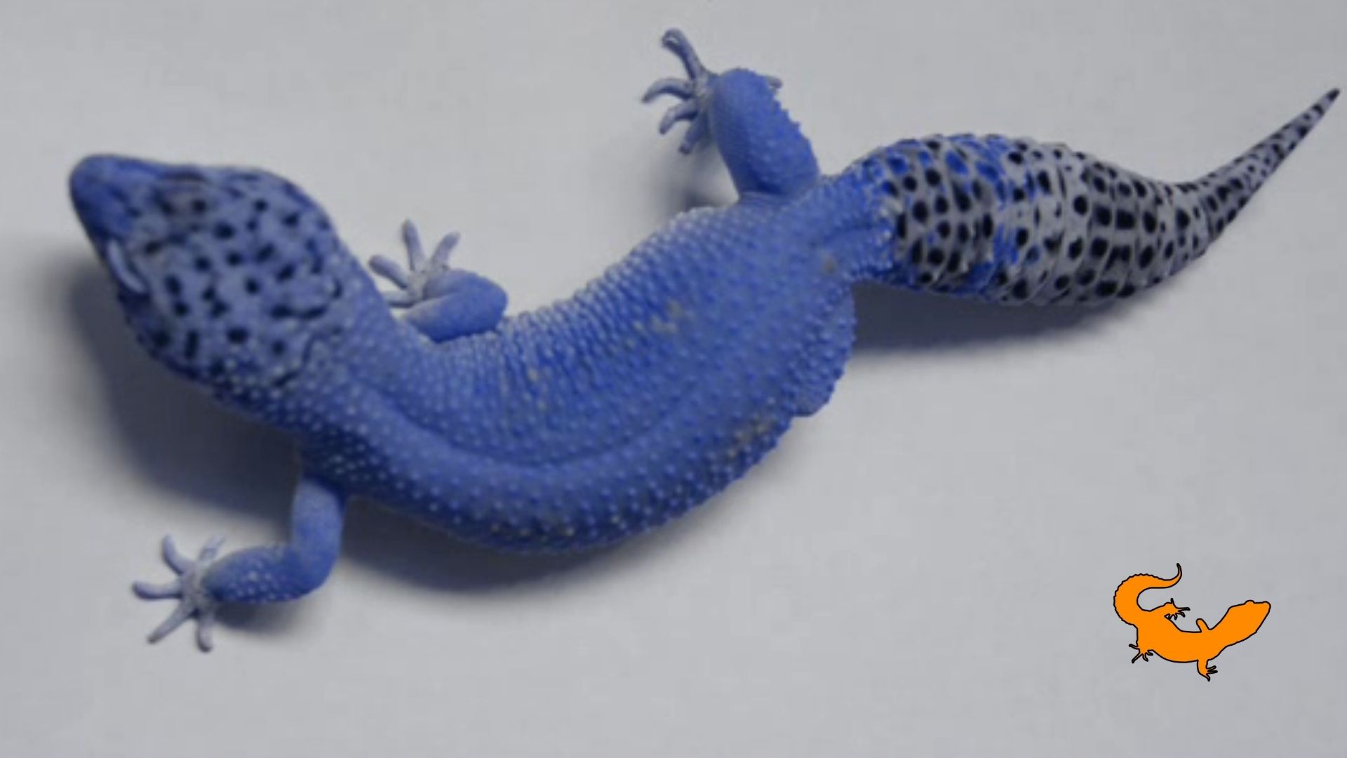 Geco leopardino blu