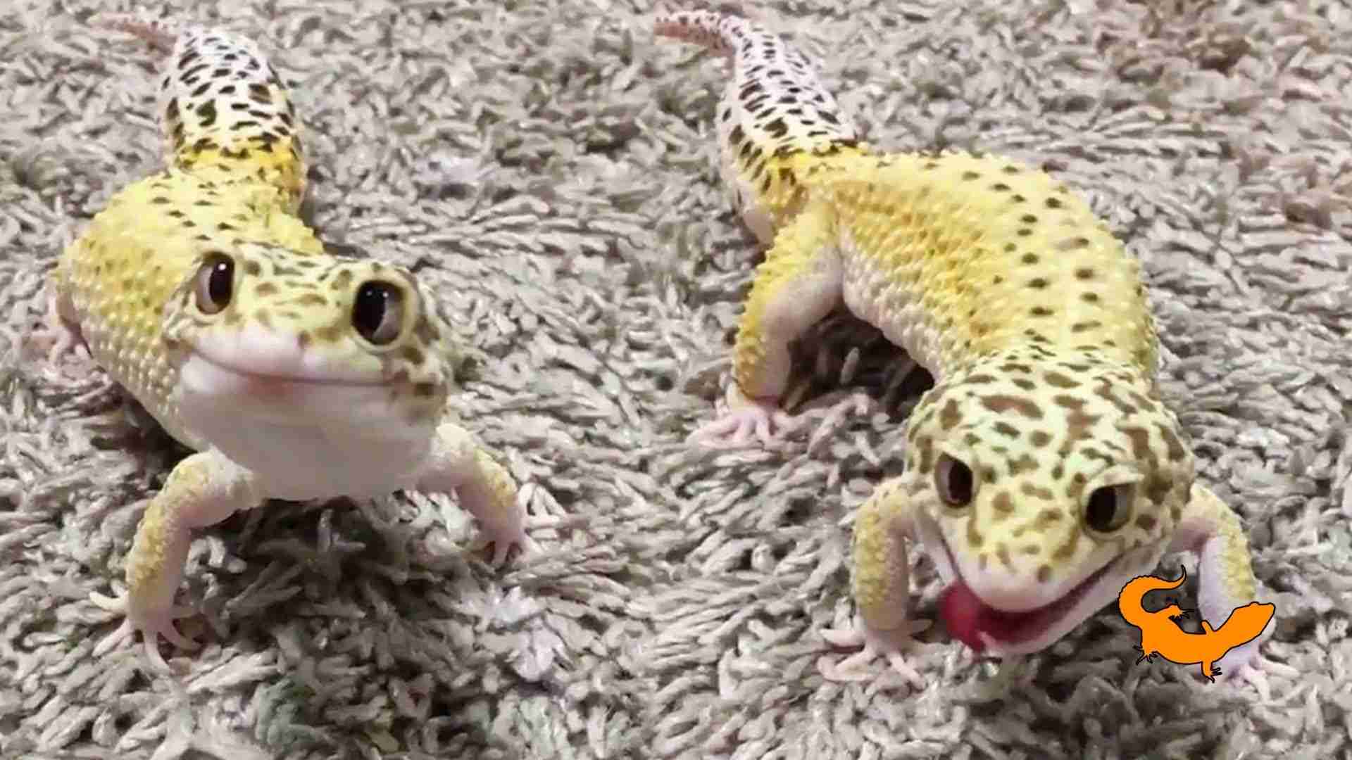 Il carattere del geco leopardino